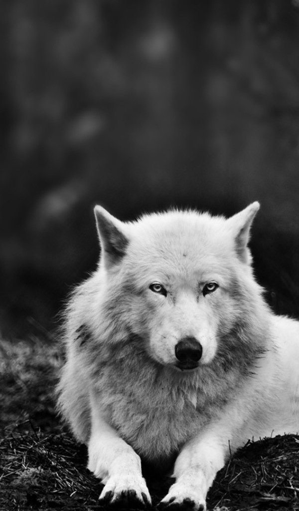 Белый волк в черном лесу