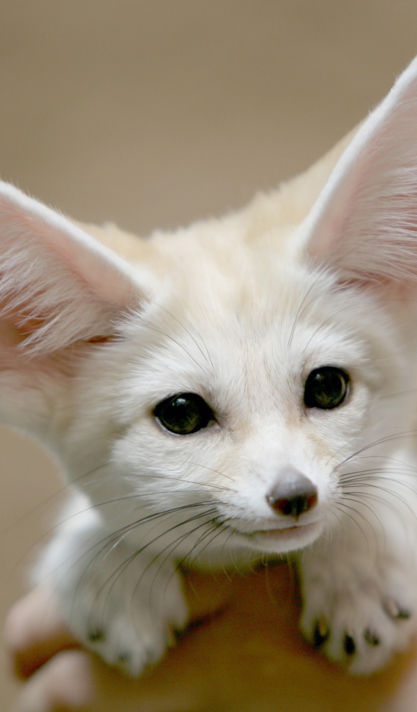 Белая лиса фенек