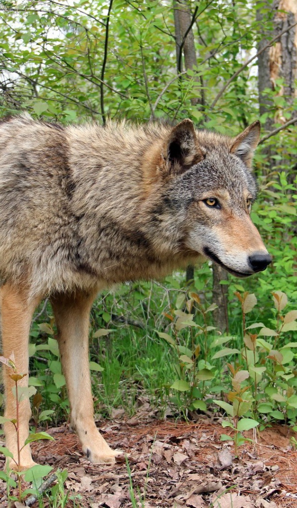 Волчица охраняет своих детей