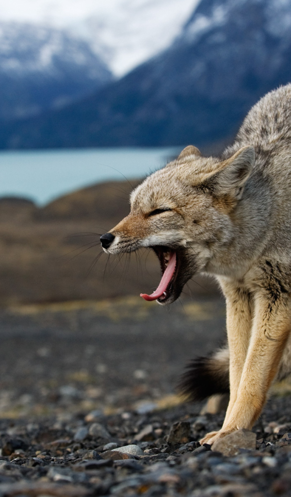 Волк в угрожающей позе
