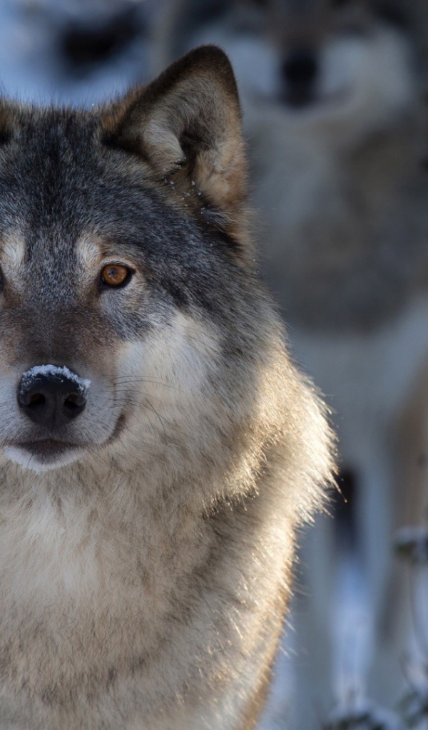 Волк в зимнем лесу