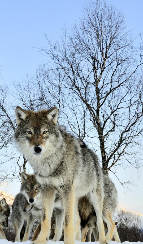 Волчица защищает своих волчат