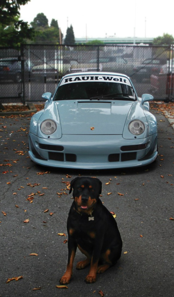 Собака охраняет дорогие авто