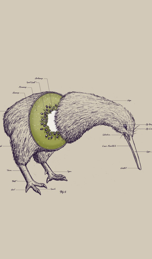 Анатомия птицы киви