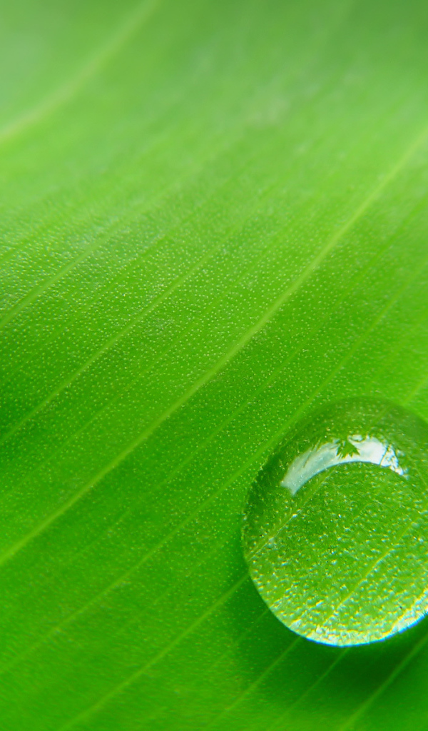Фон зеленый лист с каплей