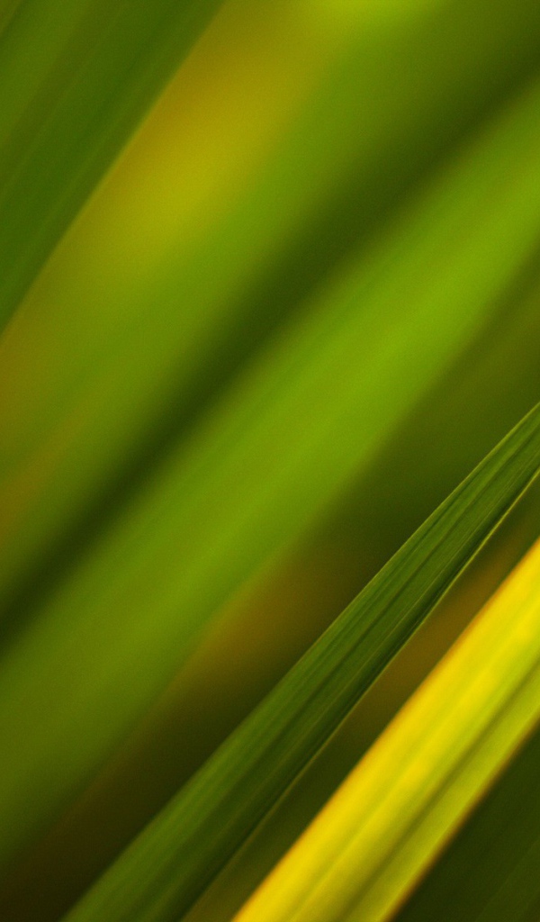 Фон из зеленой травы