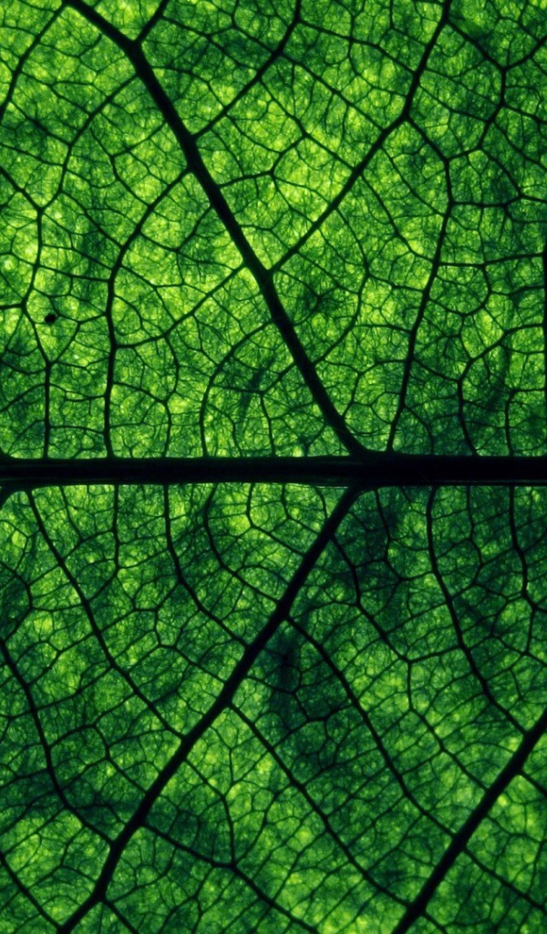 Фон зеленый лист дерева