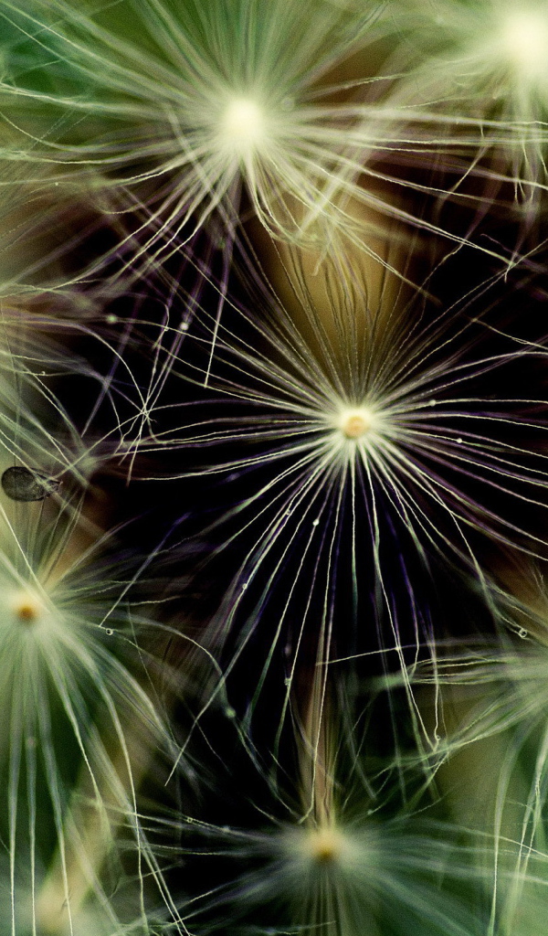 Фон из пушинок одуванчика