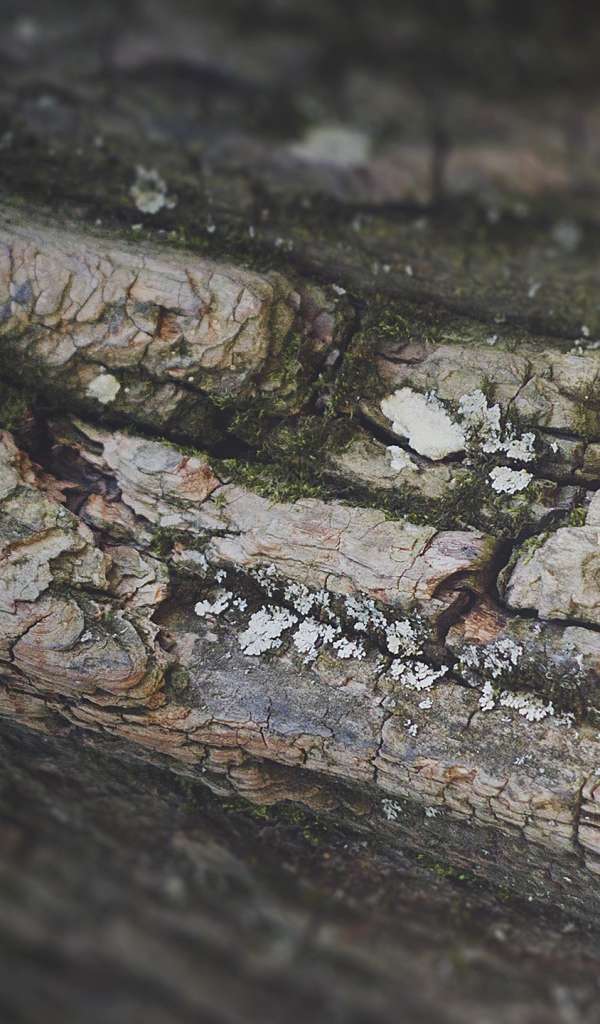 Кора дерева, фон