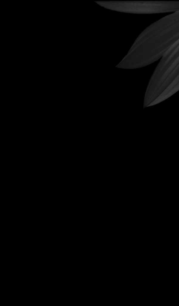 Черный и желтый цветок на черном фоне