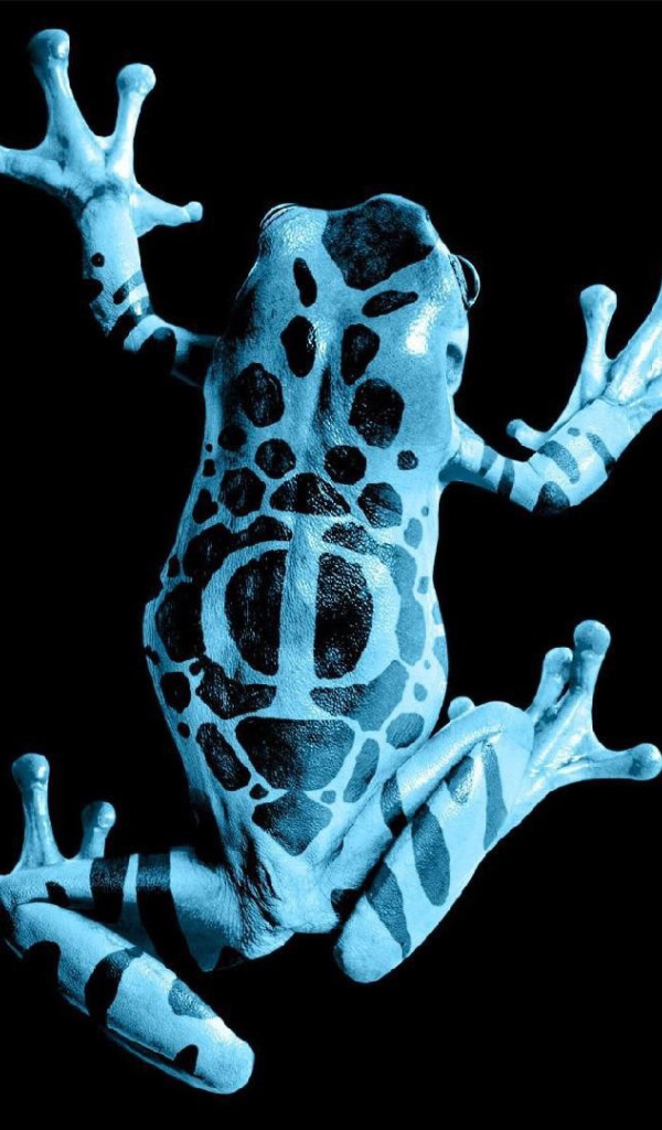 Голубая лягушка на черном фоне