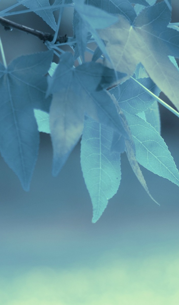 Голубые листья на дереве