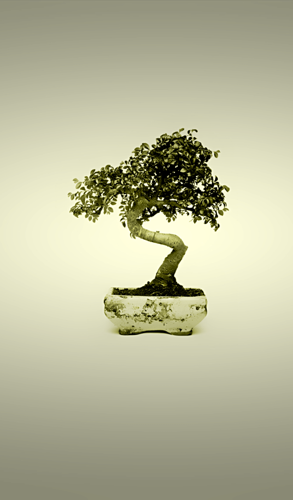 Бонсай в горшке, серый фон