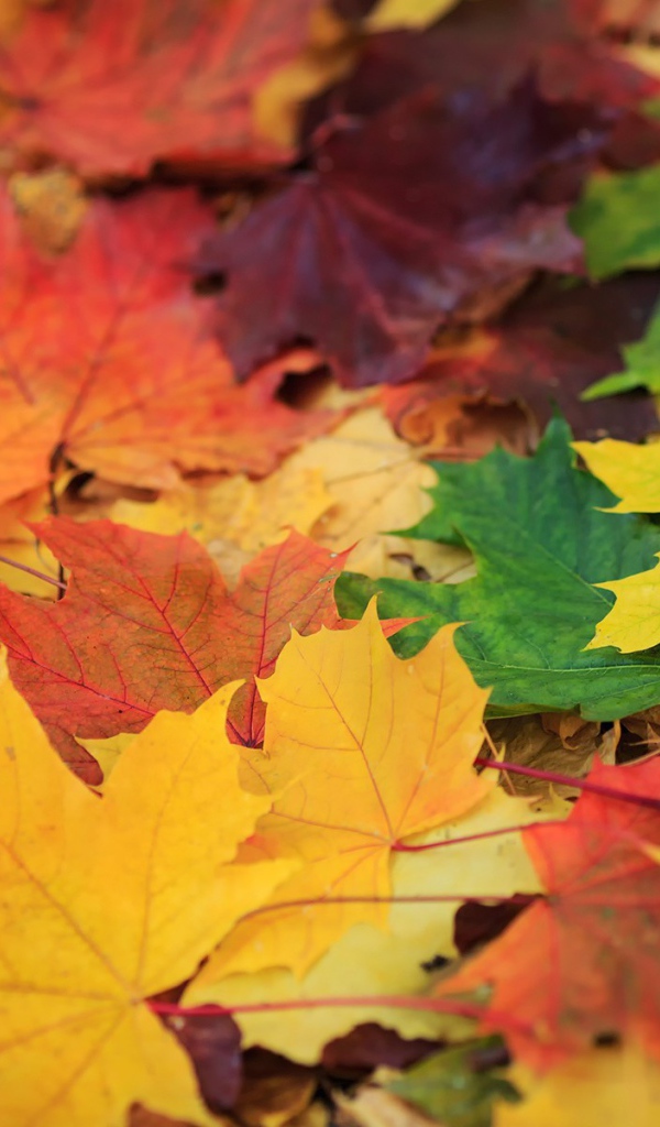 Опавшая листва с деревьев, фон