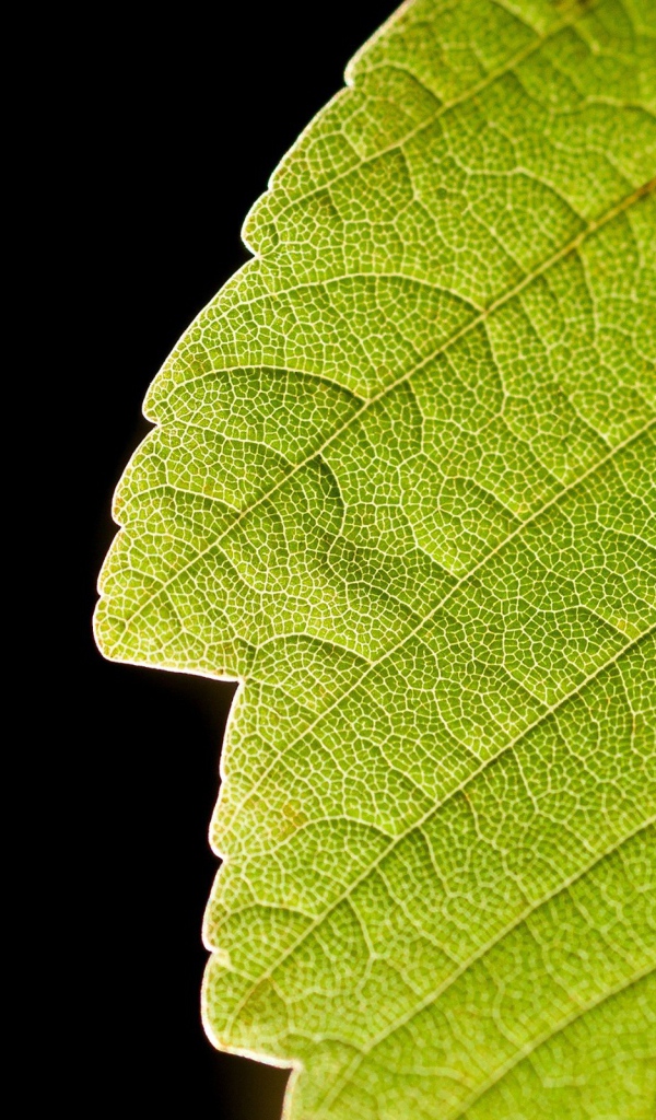 Зеленый лист и черный фон