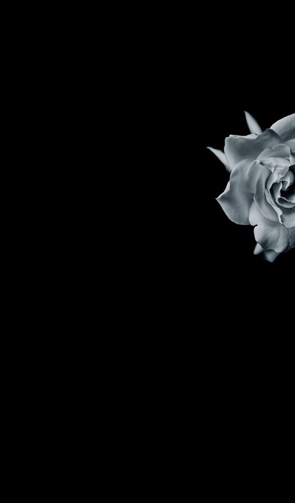 Серая роза на черном фоне