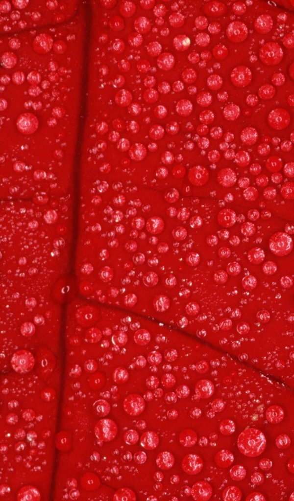 Влага на красном листе, фон