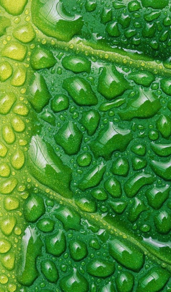 Влага на жилках листа, зеленый фон