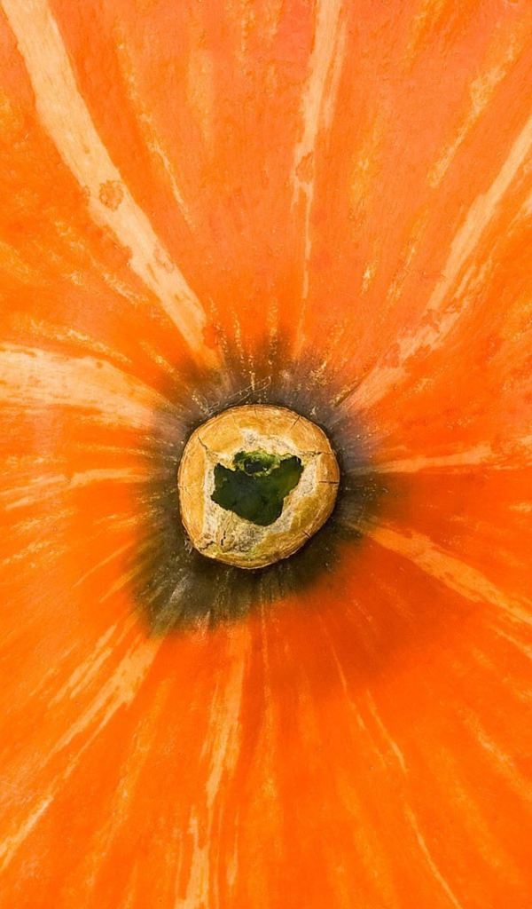 Хвостик тыквы, фон