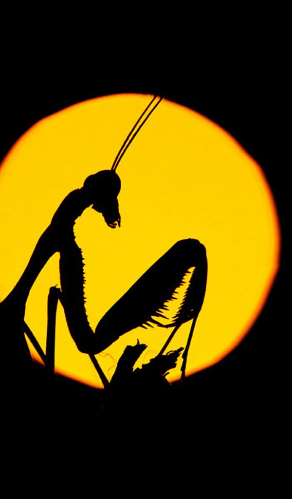 Силуэт насекомого на желтом фоне