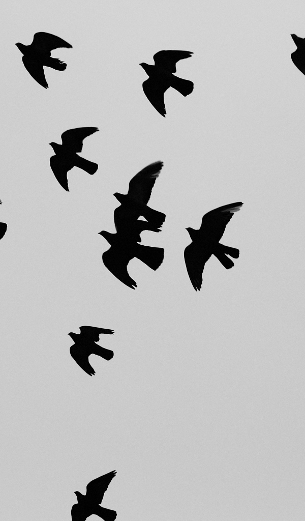 Силуэты черных птиц, серый фон