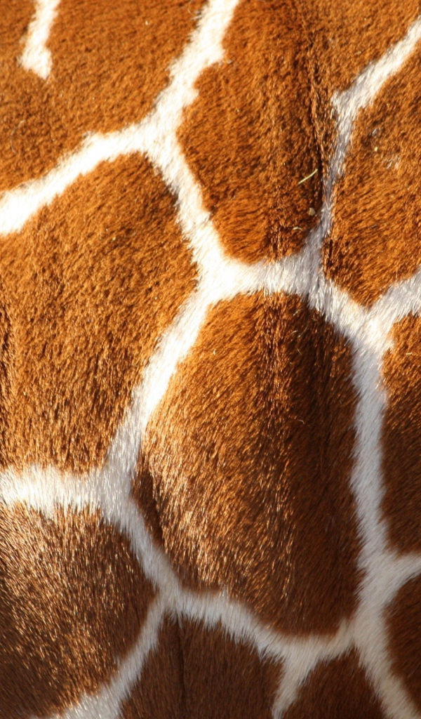 Шкура жирафа, текстура
