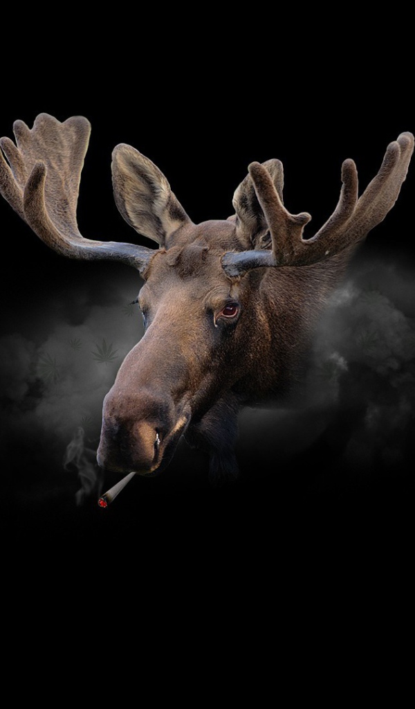 Курящий олень, черный фон