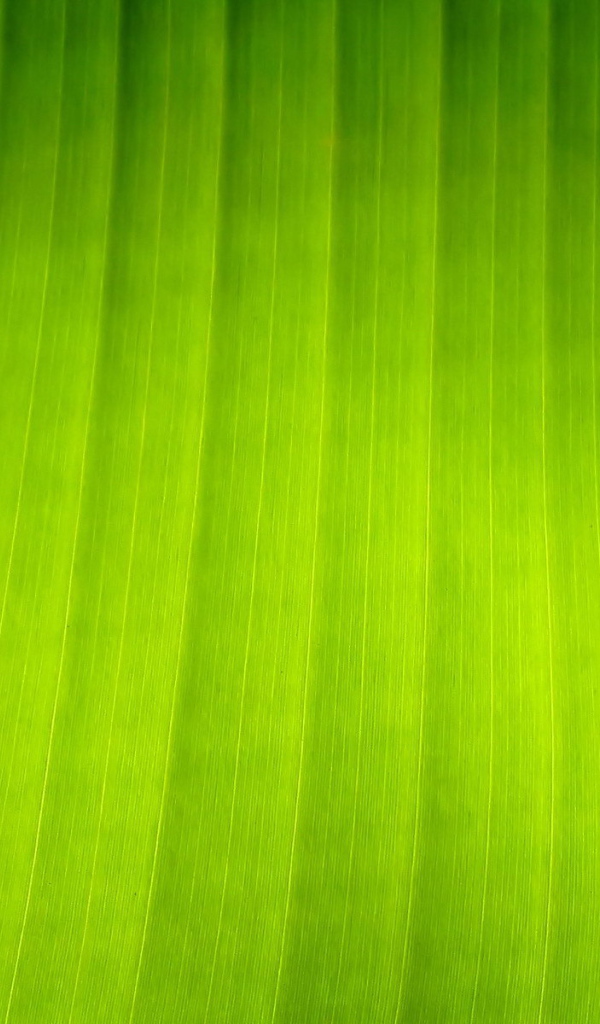 Текстура листка