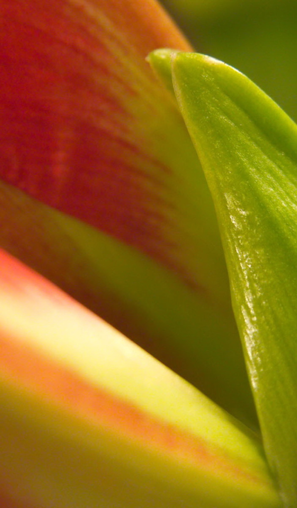 Фон из листьев