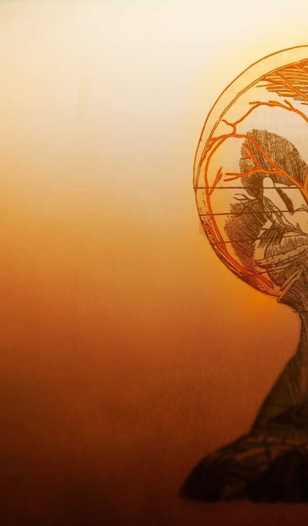 Устройство сосудов головы в человеческом теле