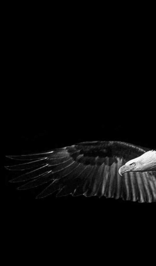 Орел, черный фон