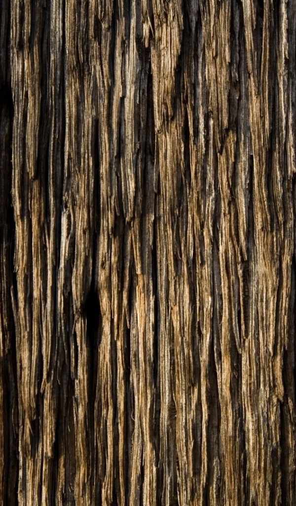 Старое ветхое дерево