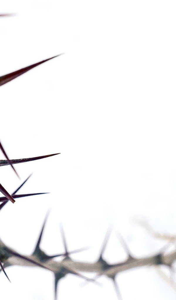 Колючка на белом фоне