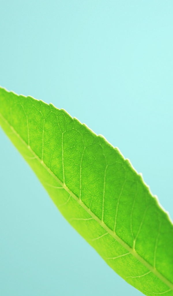 Три зеленых листика на голубом фоне