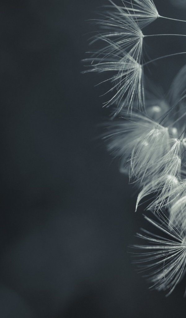 Зонтик засохшего одуванчика, серый фон