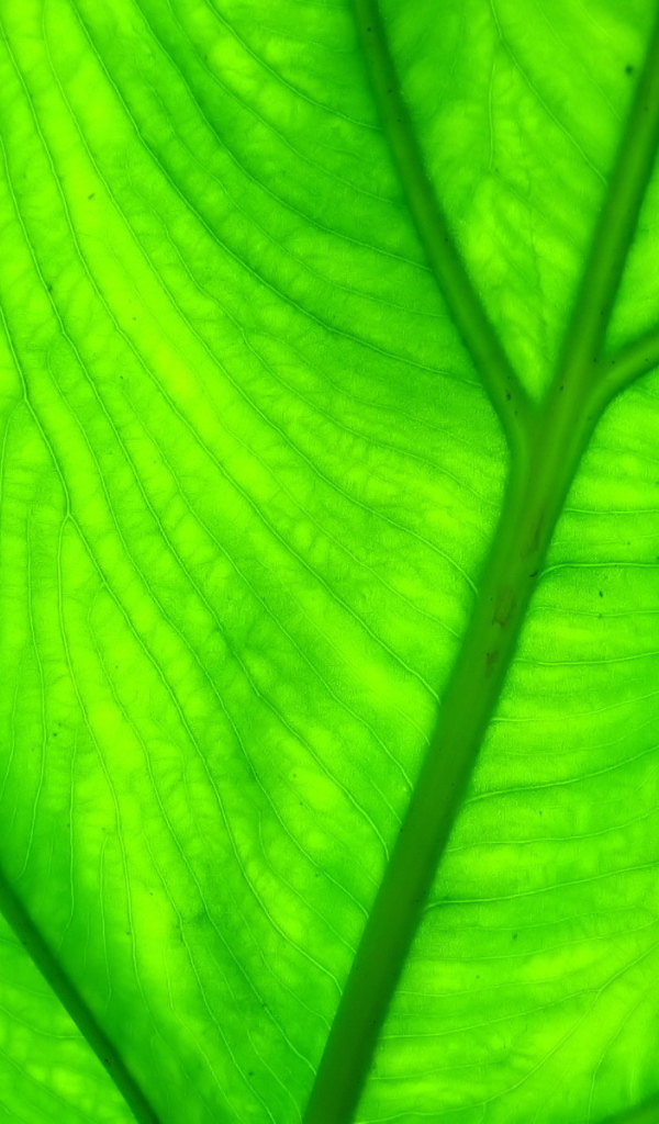 Прожилки листа растения