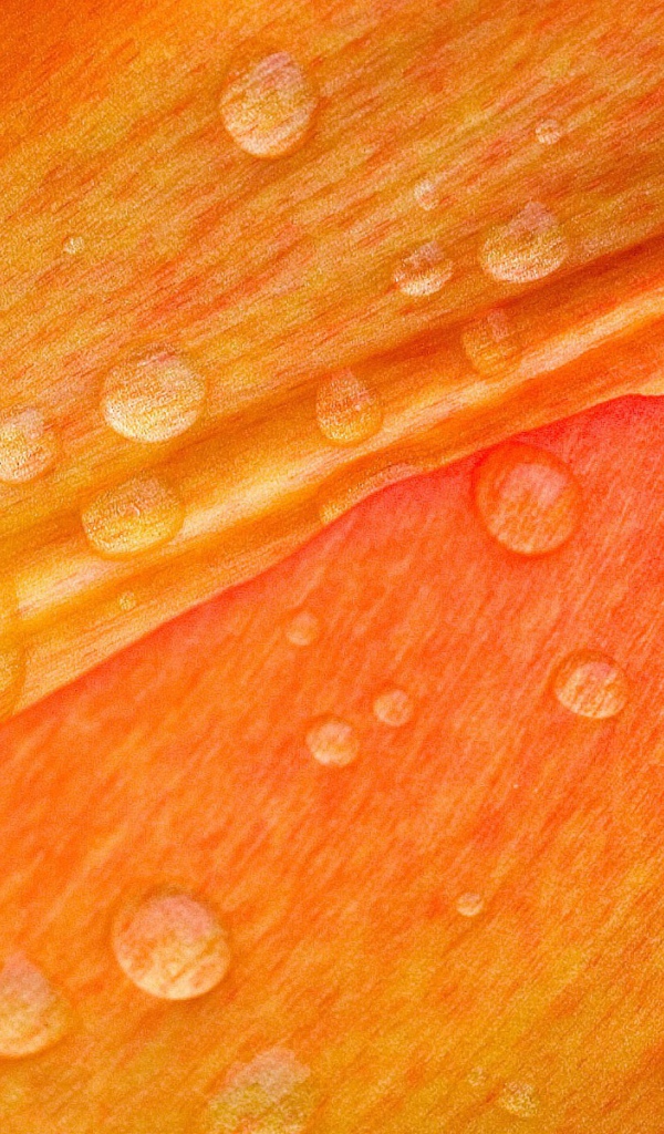 Капли воды на лепестках, оранжевый фон