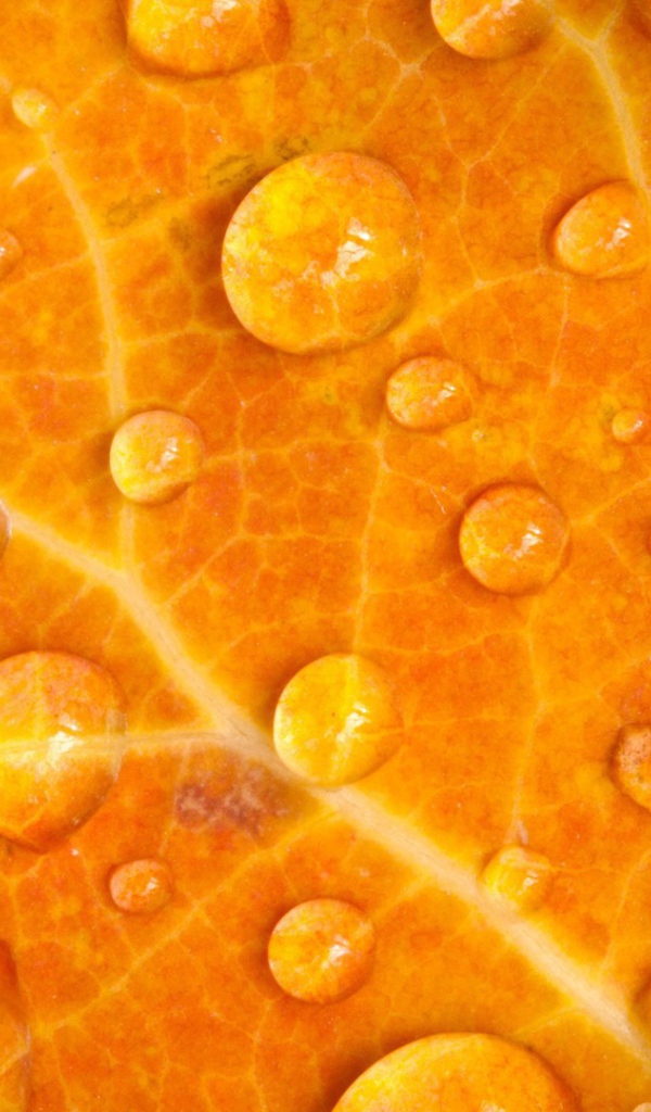 Мокрый желтый лист, фон