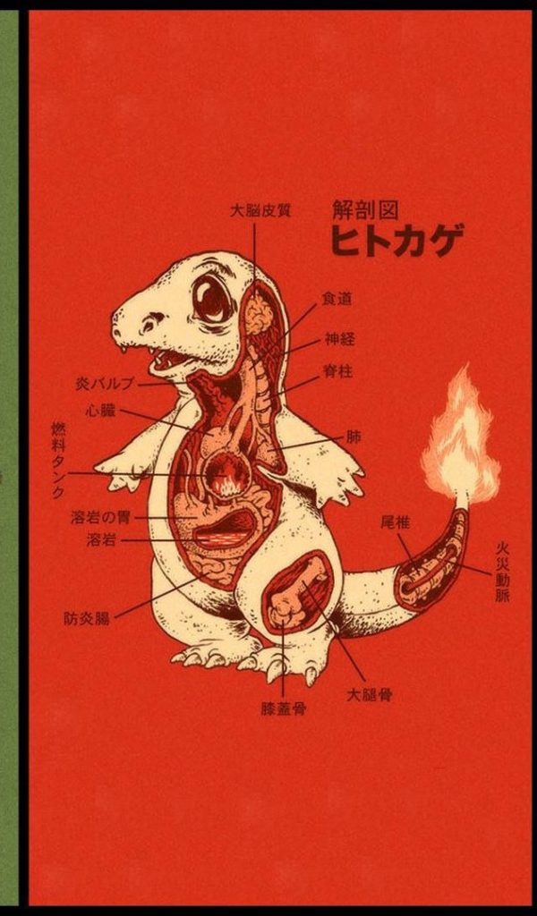 Анатомия разных покемонов