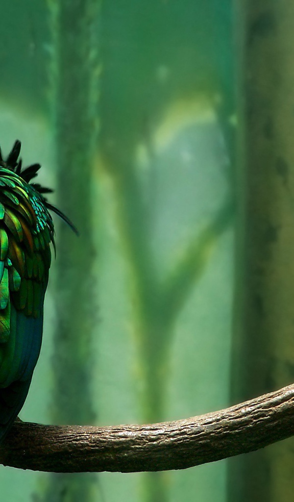 Зеленая птица сидит спиной, мультфильм