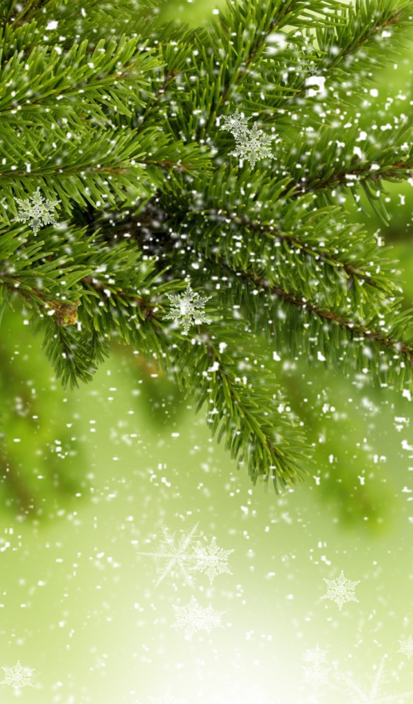 Снежинки на ветке елки