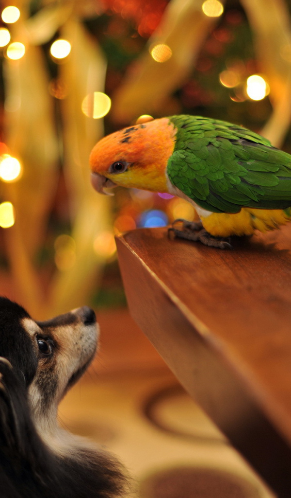 Собака и попугай встречают Рождество