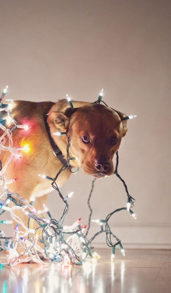 Собака обвешенная гирляндами