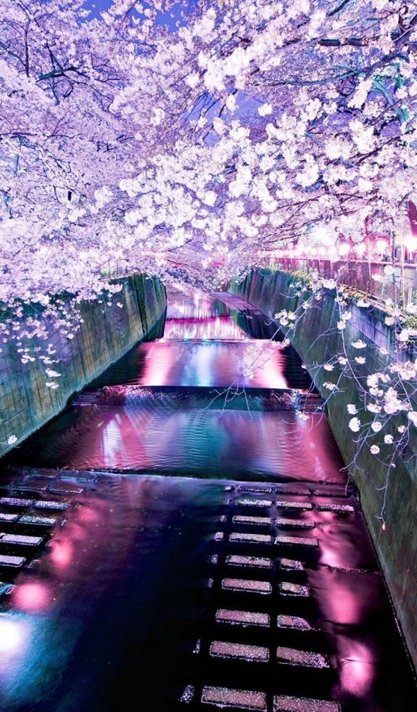 Цветущие деревья над рекой