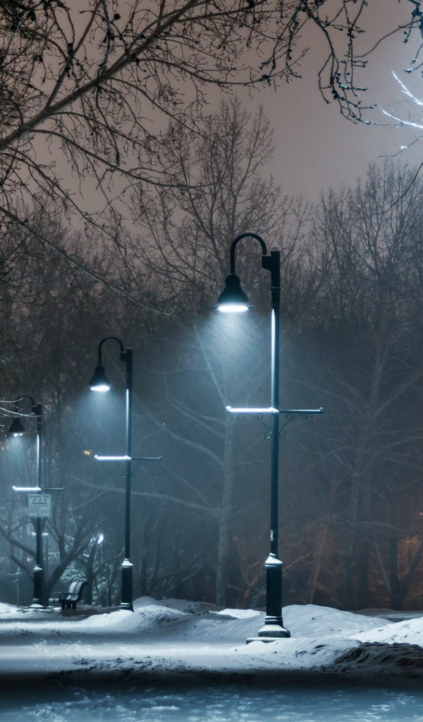 Ночная аллея в зимнем парке