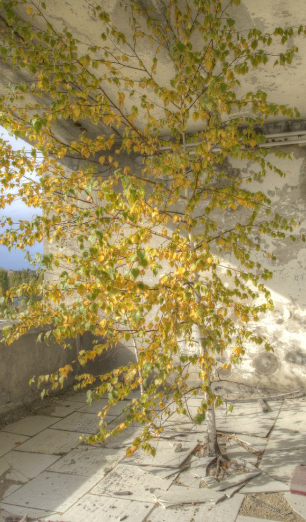 Дерево внутри здания в Припяти