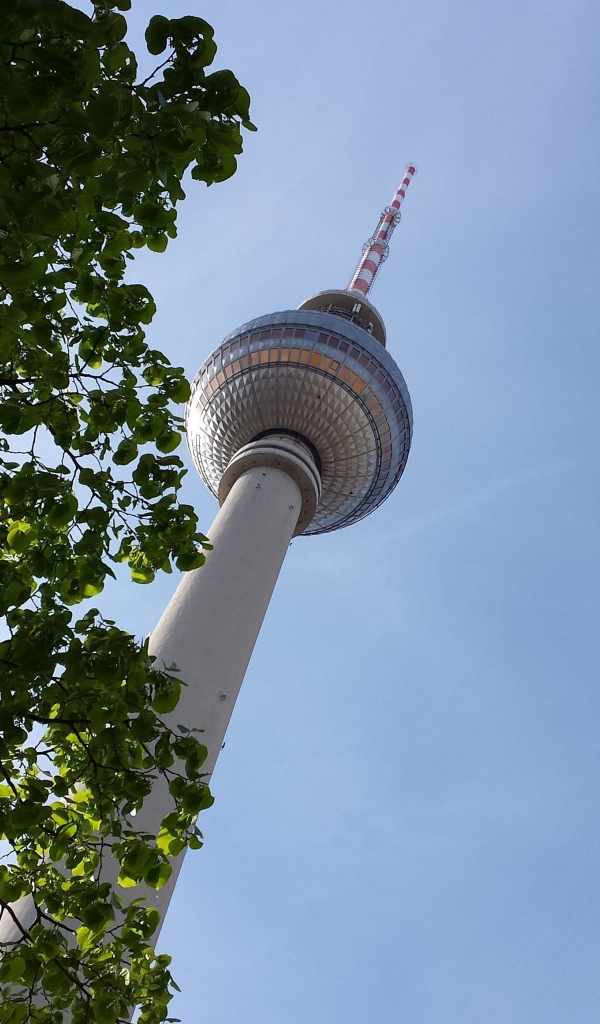 Дерево на фоне телебашни в Берлине