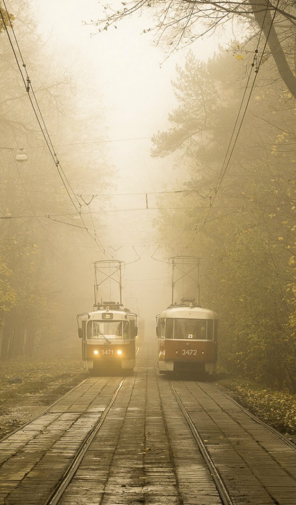 Два трамвая на линии в городском парке