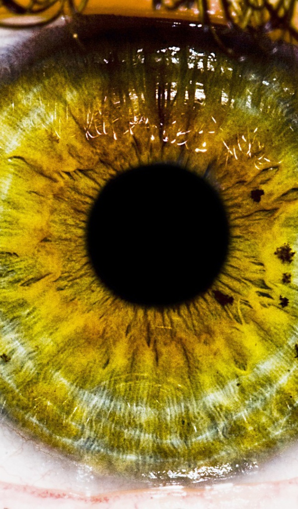 Большой зеленый зрачок