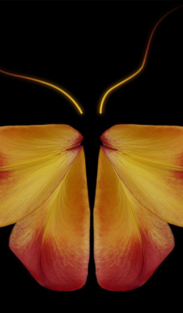 Бабочка из цветочных лепестков